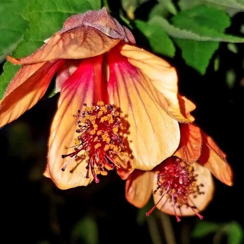 Perennial Abutilon Lavender Seeds Mix / Flowering Maple ( 15