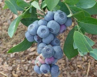 May include: A cluster of ripe, round blueberries hanging from a green leafy branch. The berries are primarily deep blue with some showing hints of purple and light green near the bottom. The leaves are oval-shaped and vibrant green in color.