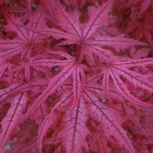 May include: Close-up of vibrant, deep red Japanese maple leaves. The leaves have a delicate, intricate structure with prominent veins and a slightly serrated edge. The image showcases the natural beauty and texture of the foliage.