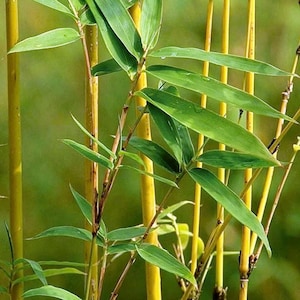 May include: A cluster of tall, slender, golden-yellow bamboo stalks standing vertically. The stalks feature thin, pointed, vibrant green leaves branching out from the nodes. The plant structure is dense, with multiple stems visible in the frame.