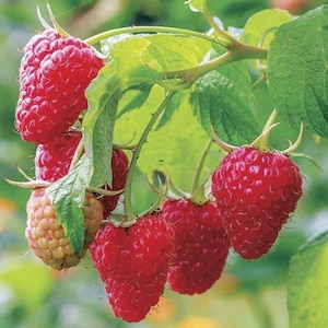 May include: A cluster of ripe, vibrant red raspberries hanging from a green stem with serrated leaves. One raspberry in the group is partially unripe, showing a pale yellow-green color, while the others are fully developed with a textured surface.