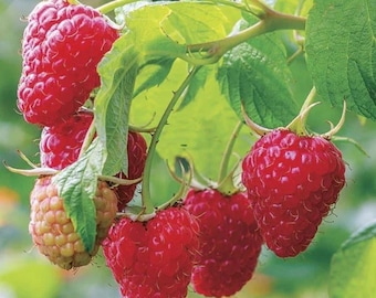 May include: A cluster of ripe, vibrant red raspberries hanging from a green stem with serrated leaves. One raspberry in the group is partially unripe, showing a pale yellow-green color, while the others are fully developed with a textured surface.