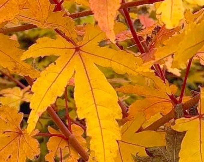 Wildfire Maple Acer Palmatum ‘wildfire’ Coral Bark Japanese Maple - Etsy
