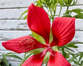 Hibiscus coccineus (Texas Star) Scarlet Rosemallow