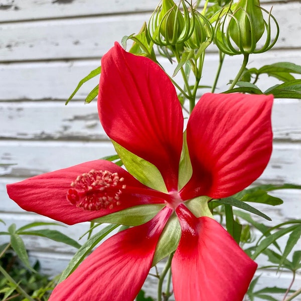 Hibiscus coccineus (Texas Star) Scarlet Rosemallow