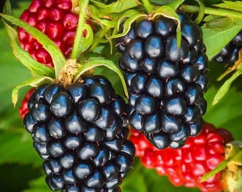 May include: A cluster of ripe blackberries and unripe red berries on a green vine. The blackberries are dark, glossy, and composed of many small drupelets, while the red berries are smaller and round. Green leaves surround the fruit.