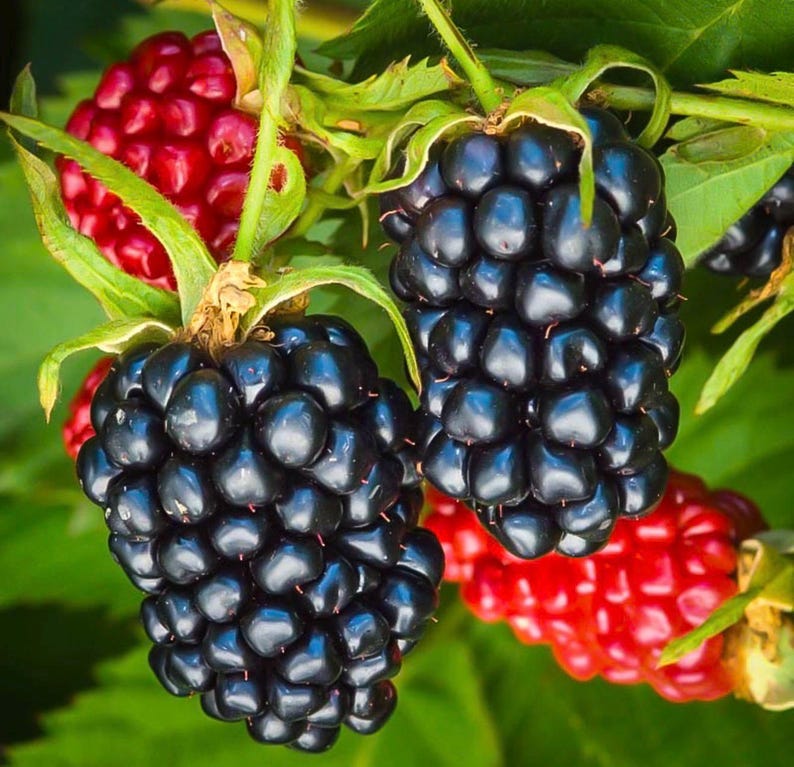 May include: A cluster of ripe blackberries and unripe red berries on a green vine. The blackberries are dark, glossy, and composed of many small drupelets, while the red berries are smaller and round. Green leaves surround the fruit.
