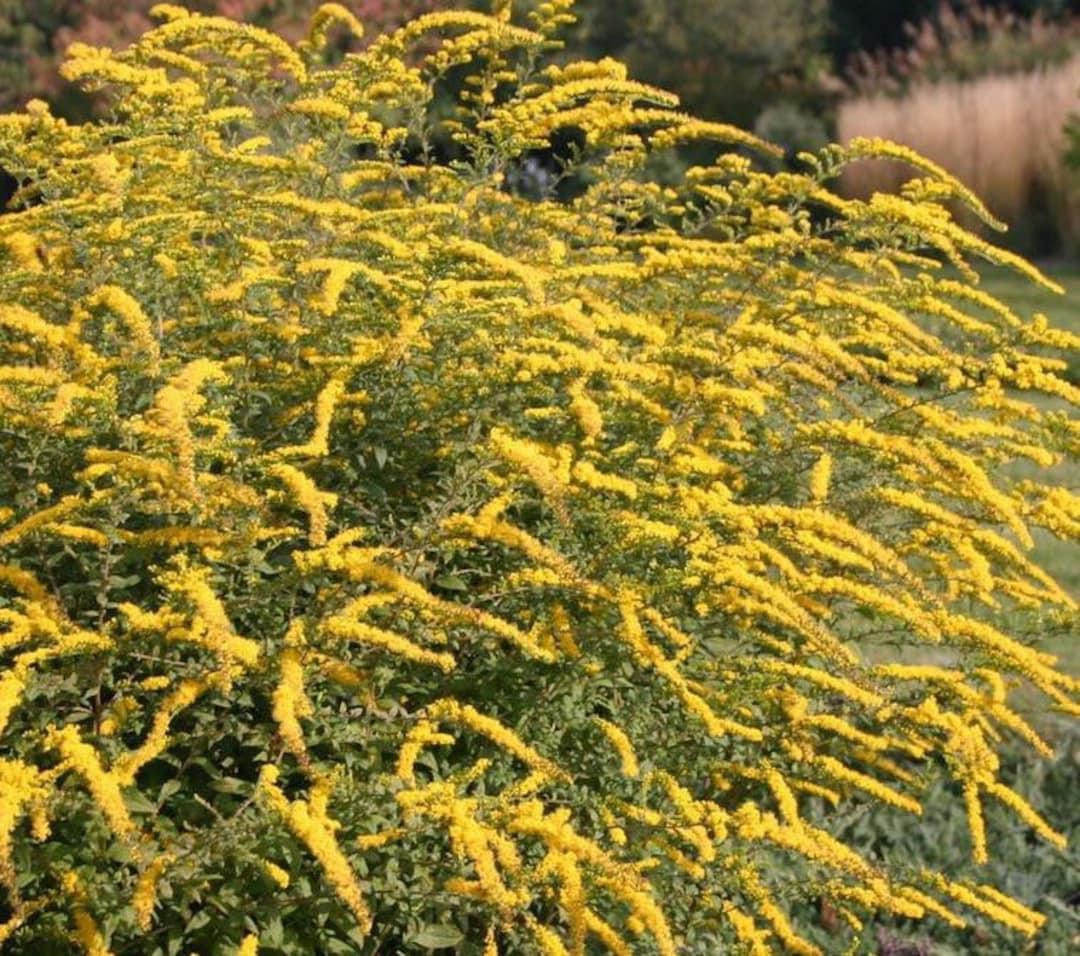 Solid Go Rugosa Solidago Rugosa fireworks goldenrod - Etsy