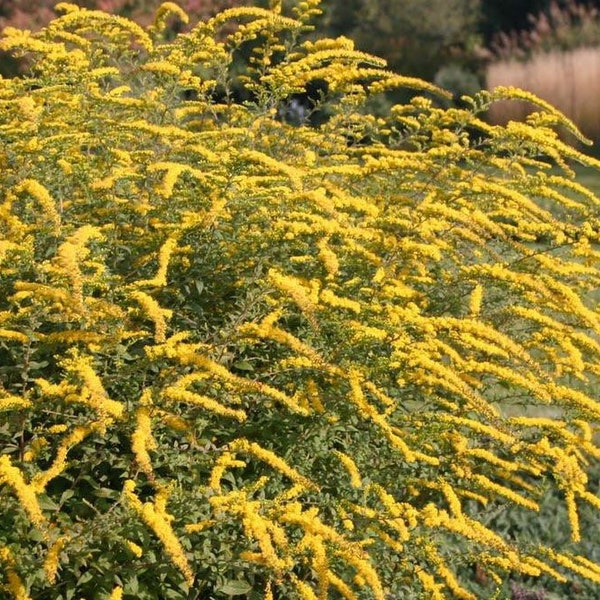 Solidago rugosa ‘Fireworks’ (Goldenrod)