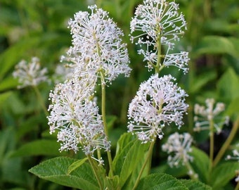 Ceanothus americanus (New Jersey Tea)