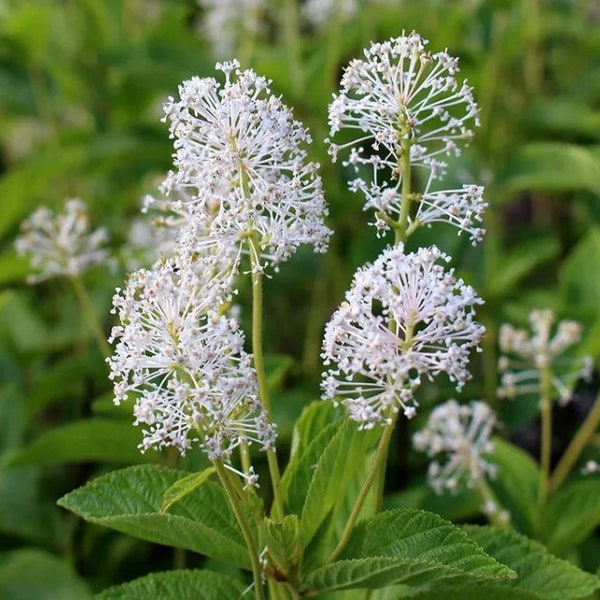 Ceanothus americanus (New Jersey Tea)