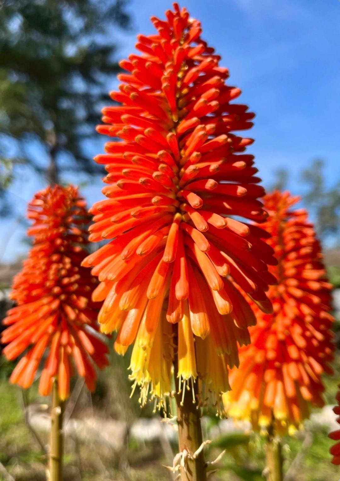 Kniphofia Sarmentosa (torch Lily, Red Hot Poker) - Etsy