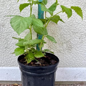 May include: A green raspberry plant with serrated leaves and water droplets, potted in a black plastic container. A vertical ruler is positioned behind the plant, showing a height measurement of approximately 13 inches from the soil surface.