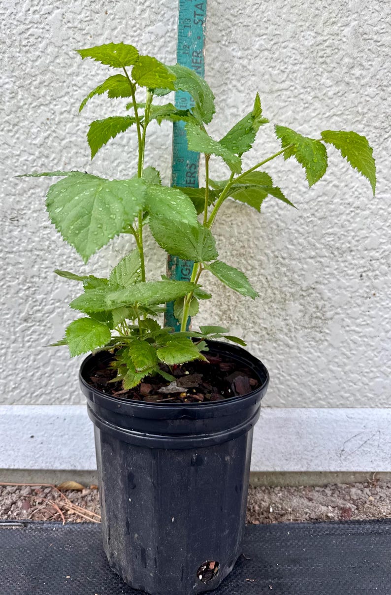 May include: A green raspberry plant with serrated leaves and water droplets, potted in a black plastic container. A vertical ruler is positioned behind the plant, showing a height measurement of approximately 13 inches from the soil surface.