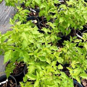 May include: A collection of young raspberry plants in black plastic nursery pots. Each plant features vibrant, light green, serrated leaves and thin, woody stems. The plants are arranged in rows, with dark soil visible in the containers.