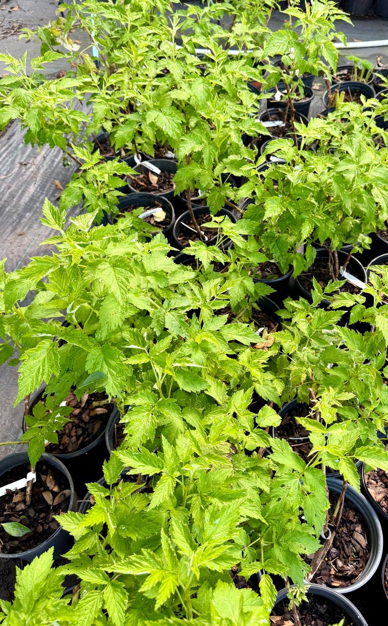 May include: A collection of young raspberry plants in black plastic nursery pots. Each plant features vibrant, light green, serrated leaves and thin, woody stems. The plants are arranged in rows, with dark soil visible in the containers.