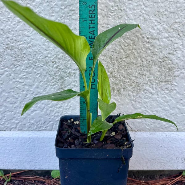 Black Turmeric live plant
