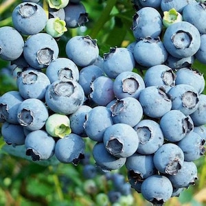 May include: A cluster of ripe blueberries, a vibrant blue color, with a few green blueberries still developing. The blueberries are arranged in a heart shape, suggesting a fresh harvest.