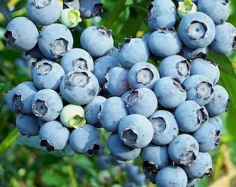 May include: A dense cluster of ripe, round blueberries with dusty blue skins and small, dark, star-shaped calyxes at the base. A few berries show a lighter, pale green hue, indicating varying stages of ripeness within the bunch of fresh fruit.
