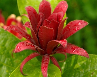 Calycanthus floridus (Carolina Allspice Sweetshrub)