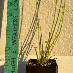 Threadleaf Sundew Range Drosera Filiformis Var. Tracyi (southern Threadleaf Sundew) - Etsy