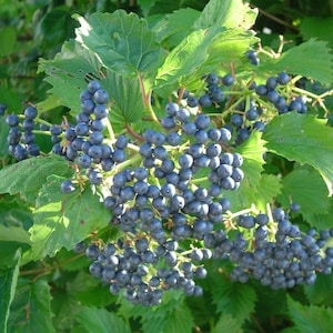 May include: A close-up of a bush with dark blue berries growing on it. The berries are clustered together and are surrounded by green leaves.