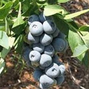 May include: A cluster of ripe blueberries, with a dusty blue hue, hangs from a leafy green bush. The image shows the berries in various stages of ripeness, with some appearing plump and ready for harvest. The leaves provide a natural backdrop.