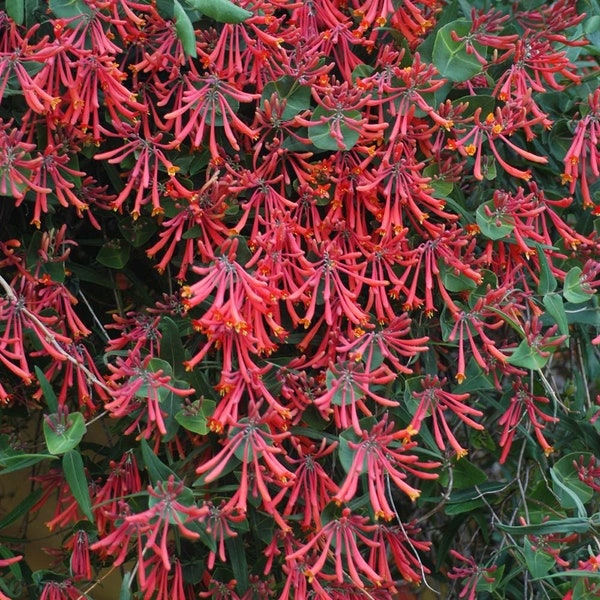 Lonicera sempervirens ‘Major Wheeler’ (Native Honeysuckle)