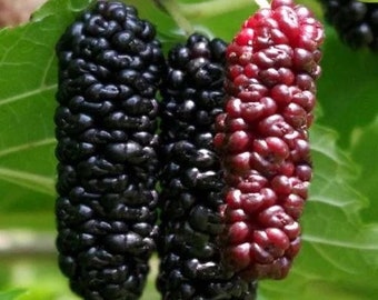 Mulberry ‘Illinois Everbearing’