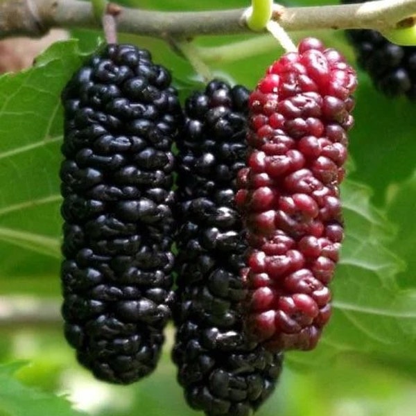 Mulberry ‘Illinois Everbearing’