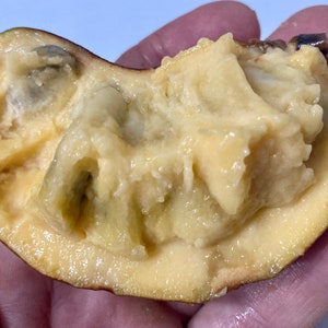 Asimina triloba (Pawpaw)