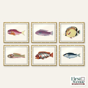 Louis Renard 1719 Fish Print: Gold or Silver 16x20 Wall Art