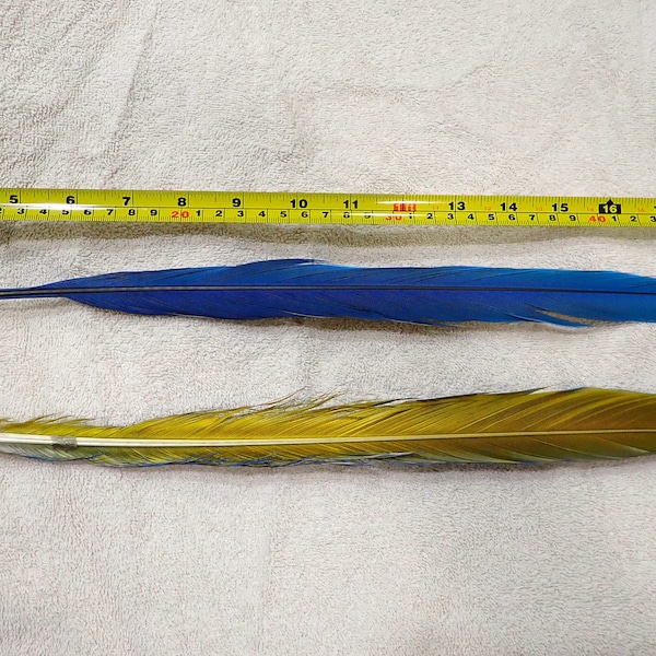 Blue & Gold Macaw Feather / Parrot Tail Feathers / Macaw Feather / Parrot Feathers / Long Feather / Native American / Headdress / Ceremonial