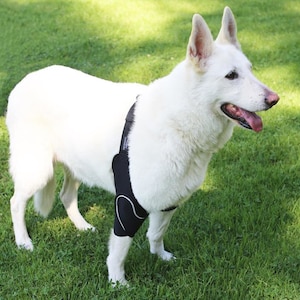 Adjustable K-9 Elbow Callus Pressure Sores Reflective Dog Elbow Protector, Dogs Padded Elbow Protection