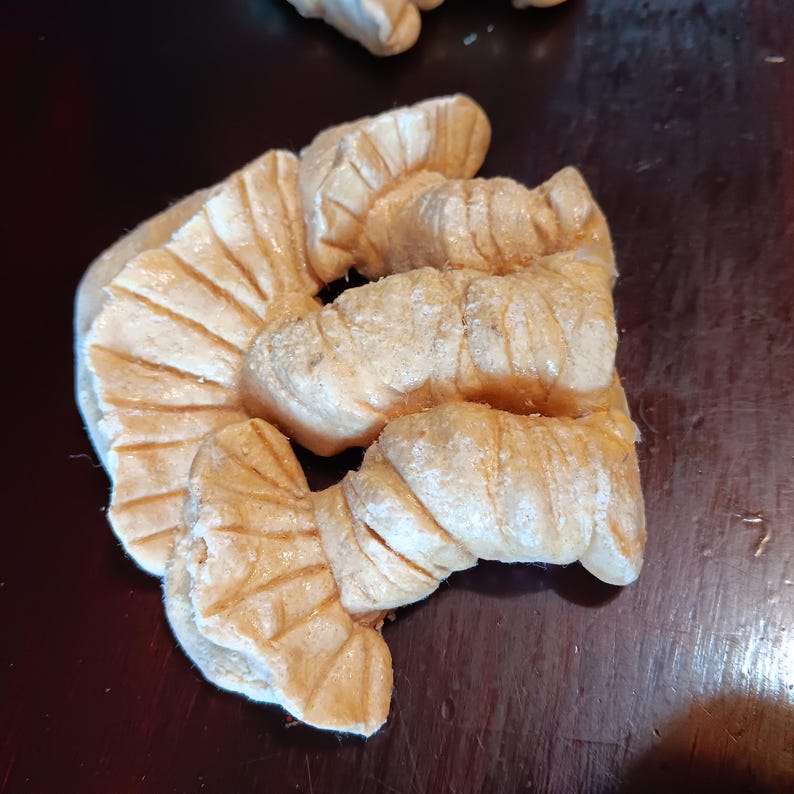 Mushrooms Homemade Natural Wall Hanging Plaque Decor Set of 2 Clay