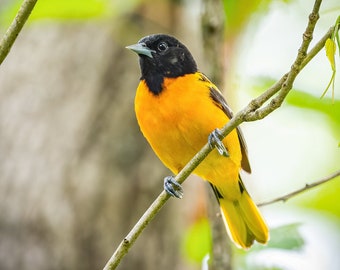 A Baltimore Oriole male stops chasing females for just long enough for me to grab a photo! A colorful songbird taken in Maryland!