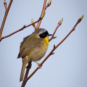 The Common Yellowthroat is a warbler species of bird. They love to perch and sing their little hearts out. This is breeding plumage.