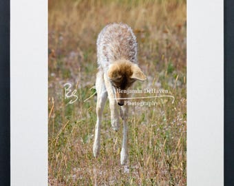 Yellowstone Coyote Photograph