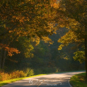 Sunlight streams through the trees in deep autumn colors along Skyline Drive in Shenandoah National Park. A warm glow is cast by the leaves.