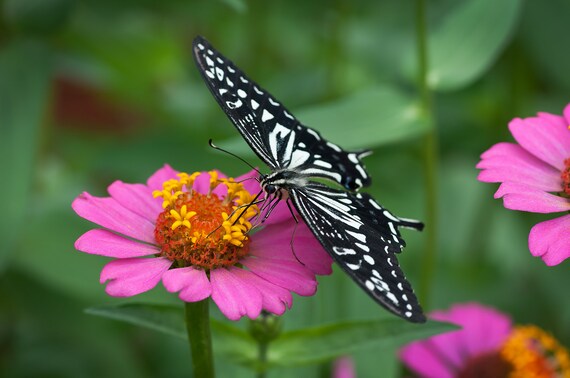 An Exotic Looking Black And White Butterfly Eating From A Pink Etsy
