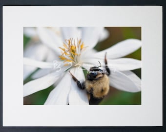 Bumblebee on Flower Photograph