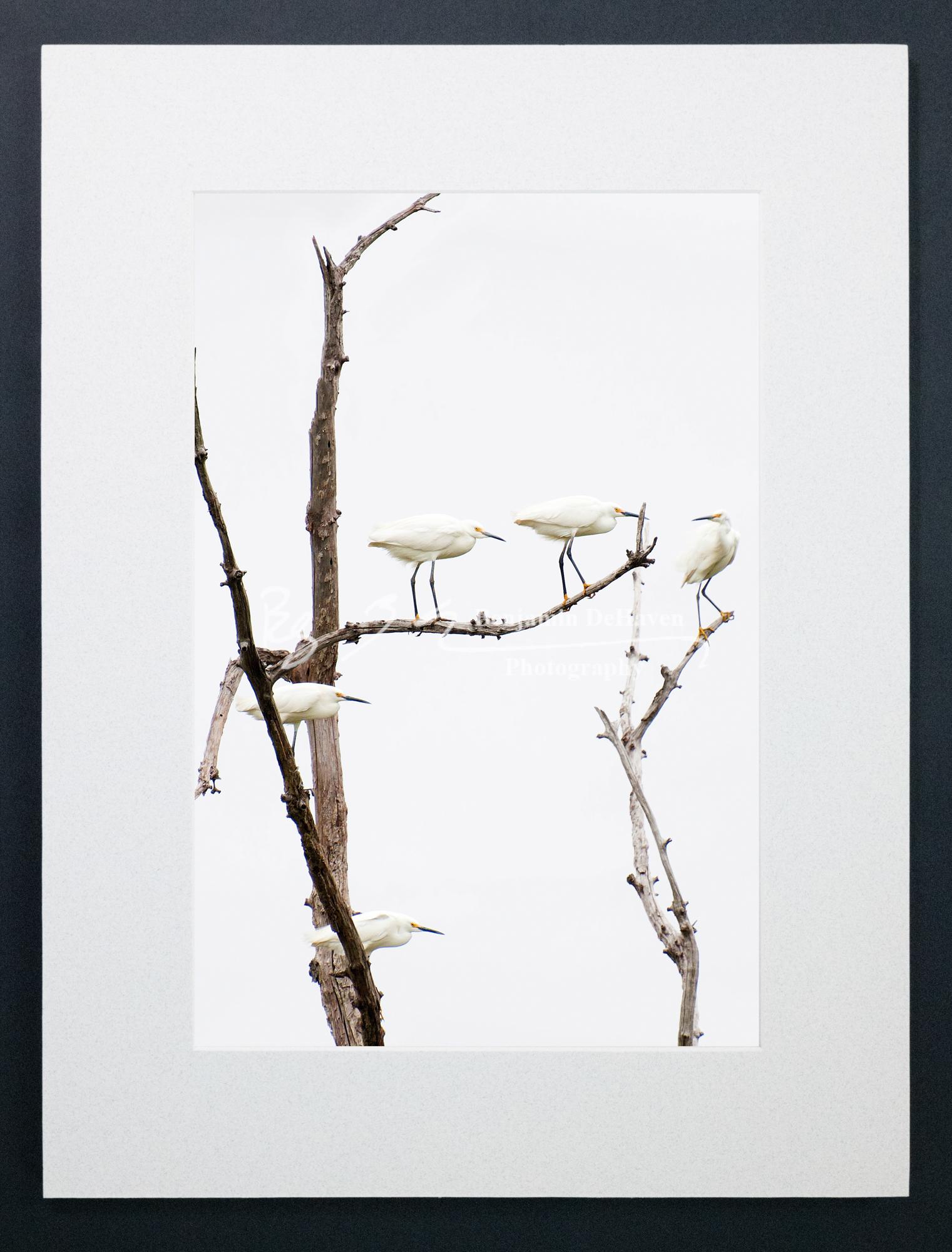 Snowy Egrets Photograph