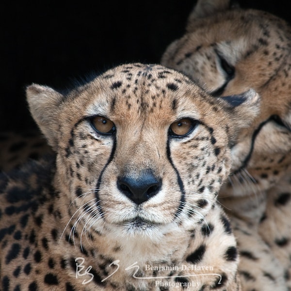 A captive pair of cheetahs relax in their den while looking fierce. Taken at the National Zoo in Washington DC. Big cats!