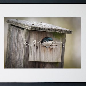 Tree Swallow on Birdhouse Print | Cute Nesting Wall Decor | Birdwatcher Gift | Canvas Art | Aluminum Photo | Acrylic | Fine Art Paper