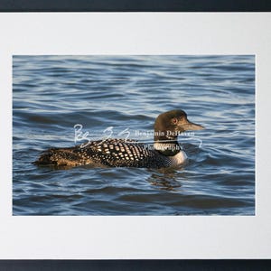 Common Loon Swimming in Water | Ocean City Maryland Bird Photography | Paper, Canvas, Metal, Acrylic | Wildlife Wall Art for Nature Lovers