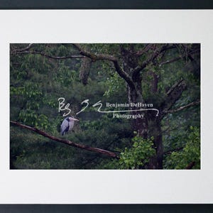 Great Blue Heron Photography | Bird Art from Loch Raven Reservoir Maryland | Fine Art Paper, Canvas, Metal, Acrylic Wildlife Print