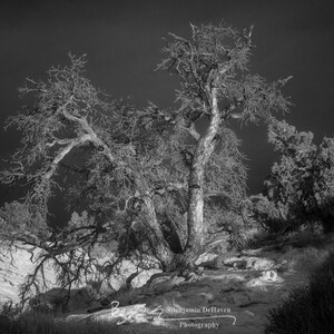 This tree sits in the desert of Canyonlands National Park in Utah. It was just crying out to be photographed!