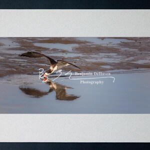 Black Skimmer Skimming Water | Edwin B Forsythe NWR, NJ Bird Photography | Paper, Canvas, Metal, Acrylic | Shorebird Wall Art Gift