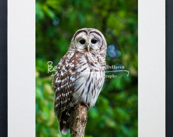 Barred Owl Photograph