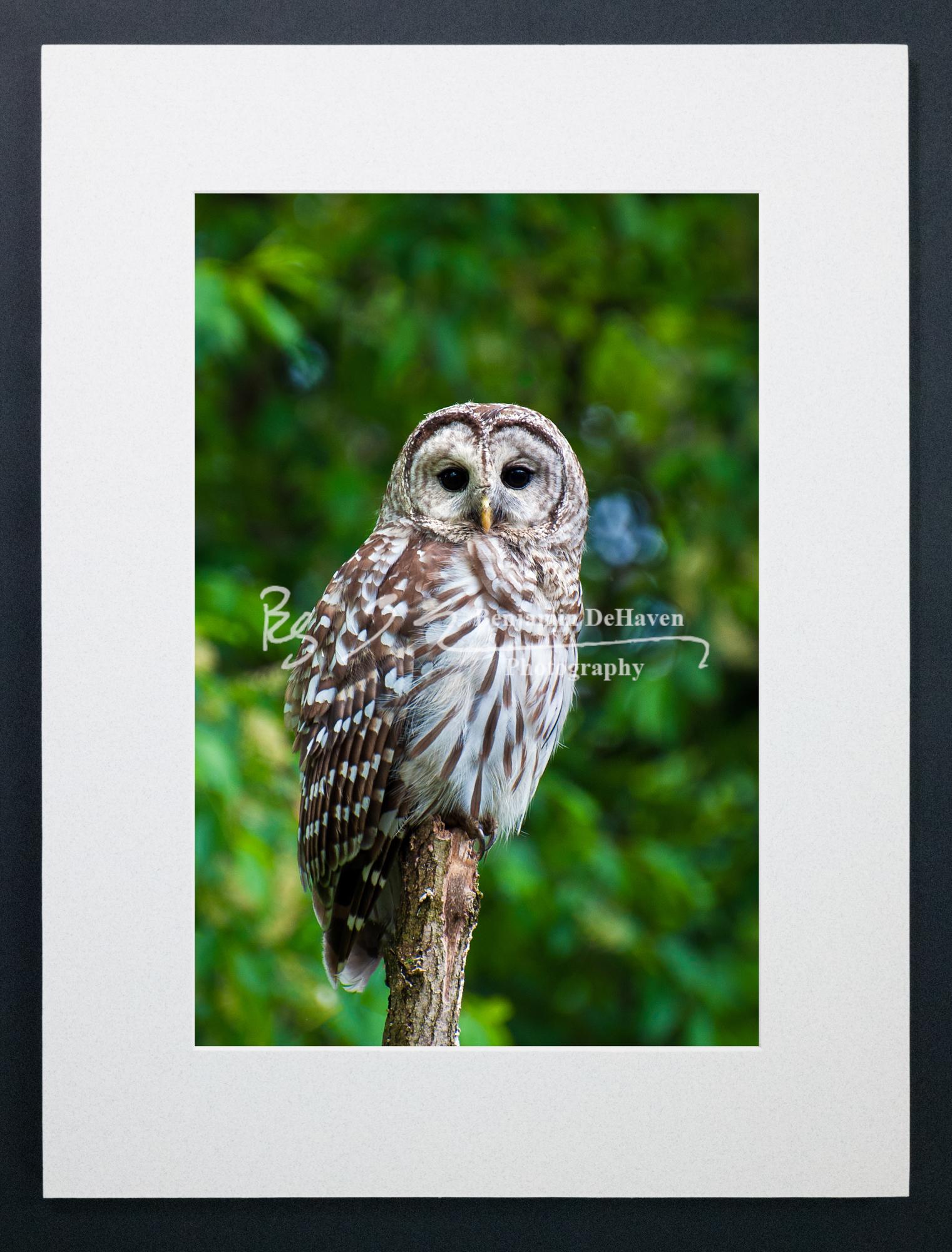Barred Owl Photograph